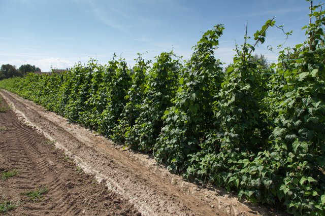 Cranberry Beans - Italy